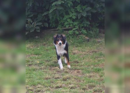 Traumhafte Miniature Australian Shepherd Junghunde ohne Abstammungsnacchweis.