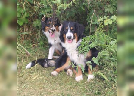 Traumhafte Miniature Australian Shepherd Junghunde ohne Abstammungsnacchweis.