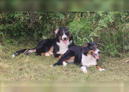 Zuckersüße Miniature Australian Shepherd Welpen ohne Abstammungsnacchweis.