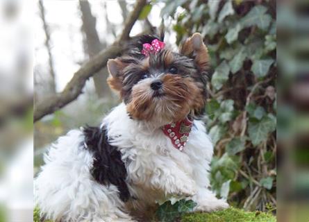 Yorkshire Terrier Mädchen aus Champion Verpaarung & Körzucht mit Stammbaum