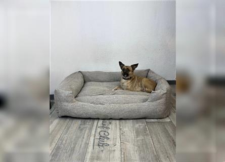 Wonderfull Hundebett in beige 100x80cm