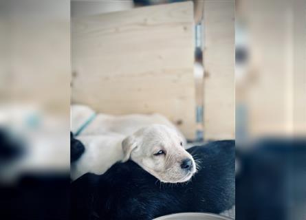Labrador Welpen gelb und schwarz mit Ahnentafel und EU-Heimtierausweis