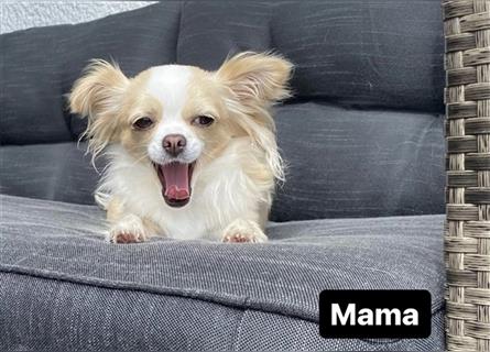 Cremeweiße Baby-Chihuahuas suchen ein liebevolles zuhause