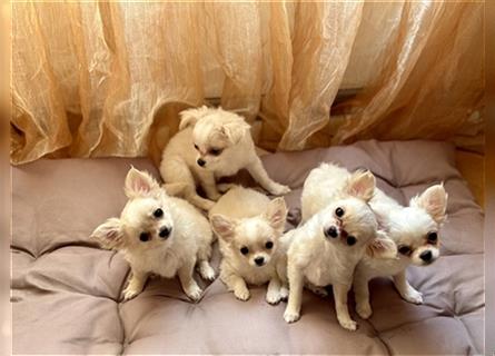 Cremeweiße Baby-Chihuahuas suchen ein liebevolles zuhause