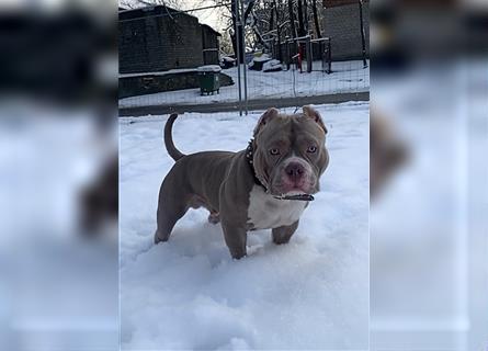 American Bully pocket for mating