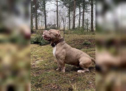 American Bully extreme pocket