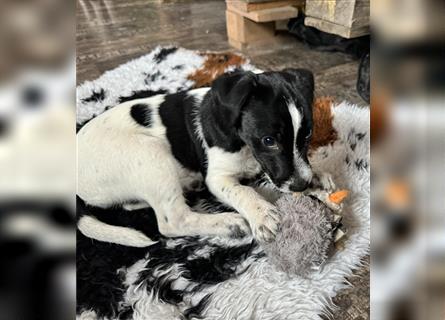 Jack Russel Terrier Rüde schwarz weiß