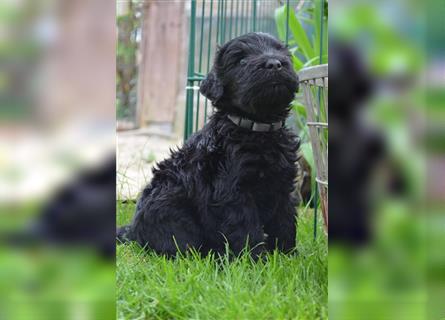 Schwarzer russische Terrier Welpen aus liebevoller Privathand
