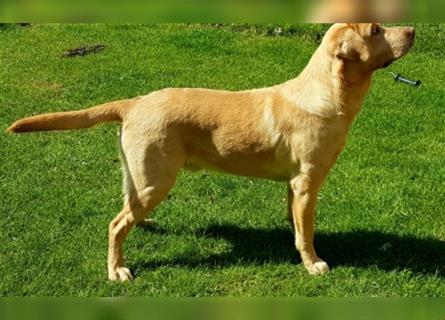 Wurfankündigung Labrador Retriever Welpen