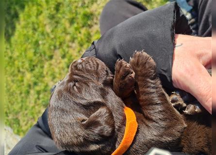 Labrador Welpen mit Ahnentafel