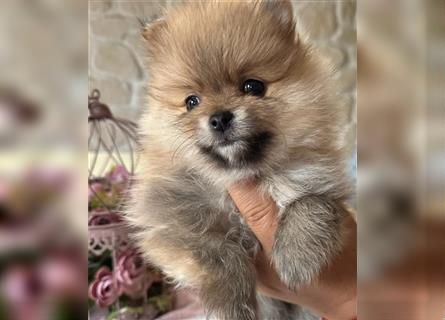 Pomeranian Puppy Welpe Mädchen