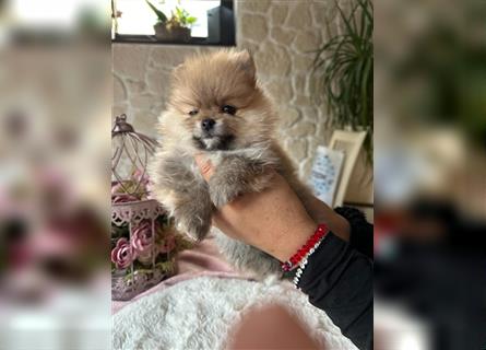 Pomeranian Puppy Welpe Mädchen