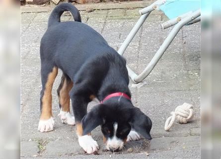 Appenzeller Sennenhund Welpen reinrassig aus der Eifel 1 Hündin und 1 Rüde zu verkaufen