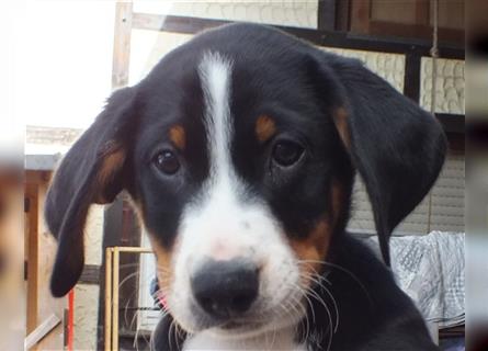 Appenzeller Sennenhund Welpe Rüde reinrassig aus der Eifel Rüde zu verkaufen