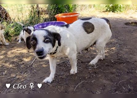 Coco und Cleo (6kg)  und Flower (10 kg) suchen ab Ende Juni  ein Körbchen