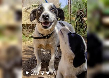 Coco und Cleo (6kg)  und Flower (10 kg) suchen ab Ende Juni  ein Körbchen