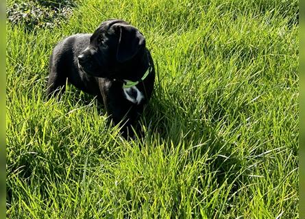 Labrador Welpen Mix Mischlinge Schwarz schokobraun
