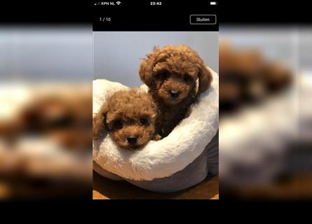 Sehr schöne und gesunde Maltipoo Welpen