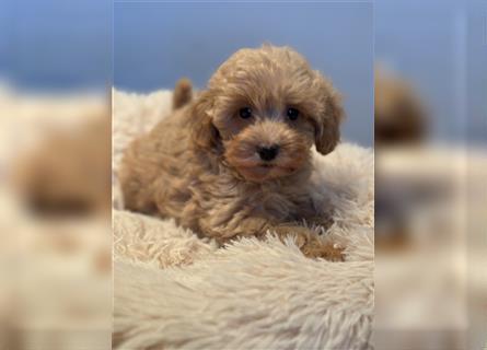 Sehr schöne und gesunde Maltipoo Welpen