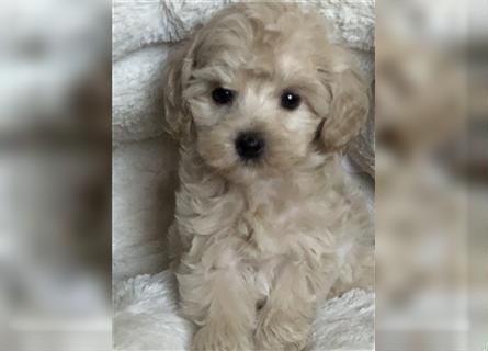 Sehr schöne und gesunde Maltipoo Welpen