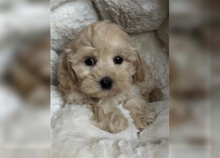 Sehr schöne und gesunde Maltipoo Welpen