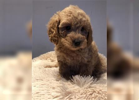 Sehr schöne und gesunde Maltipoo Welpen