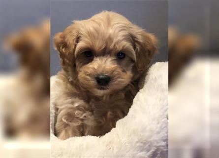 Sehr schöne und gesunde Maltipoo Welpen