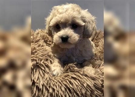 Sehr schöne und gesunde Maltipoo Welpen