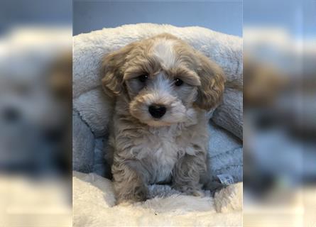 Sehr schöne und gesunde Maltipoo Welpen