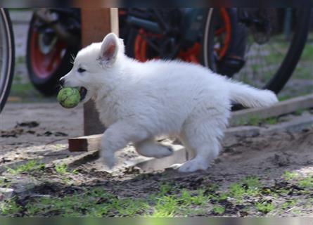 Weiße Schäferhund Welpen (Tel. Fehlerteufel behoben)