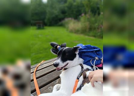 Spike, 10 Monate, auf der Suche nach seinen passenden Menschen