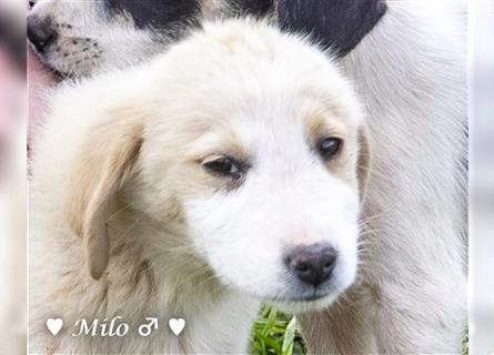 Nino,  Miko und Milo suchen ab Mitte Mai ein Zuhause
