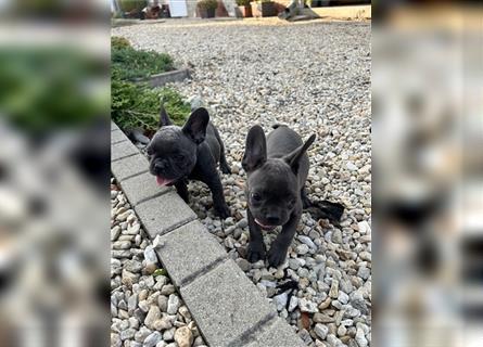 2 reinrassige Blue Welpen-Mädchen,Bereit neue zu Hause kennen lernen