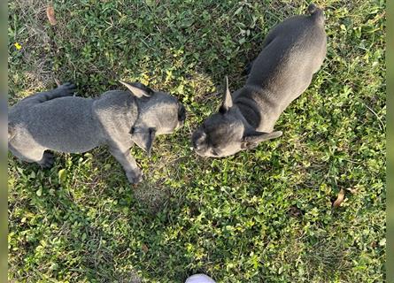 2 reinrassige Blue Welpen-Mädchen,Bereit neue zu Hause kennen lernen