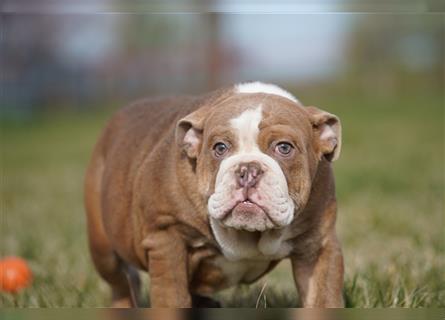 Wunderschöne & Freiatmende Englische Bulldogge Baby