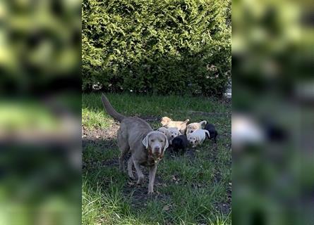 Labrador Welpen suchen liebevoller zuhause!