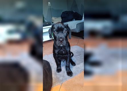 Cane Corso Welpen