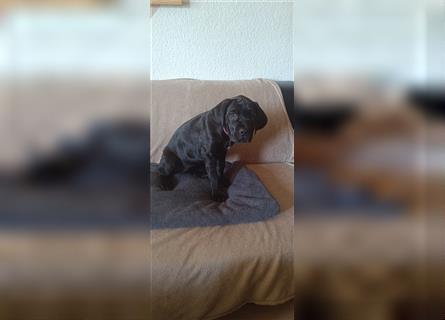 Cane Corso Welpen