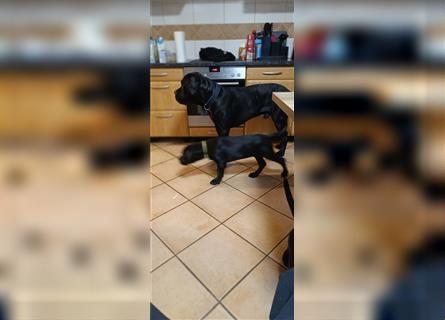 Cane Corso Welpen