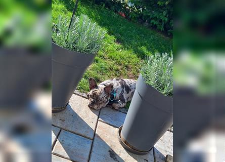 Französische Bulldogge sucht neues Zuhause
