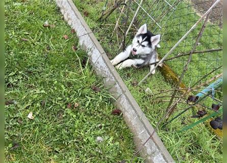 Sibirian Husky (Rüde) Welpe sucht noch ein neues Zuhause