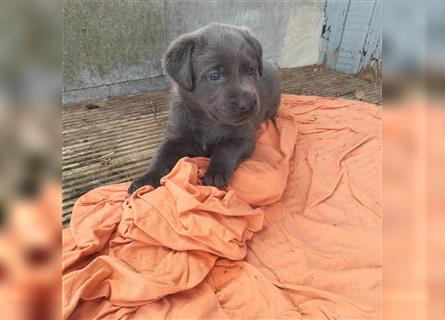 Labrador Retriever mit AT aus USA Linie, Hausaufzucht mit Familienanschluss