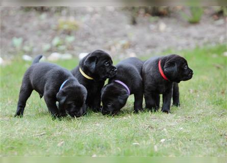 Wunderschöne schwarze Labradorwelpen