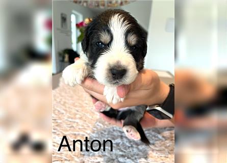 Anton - Australian Shepherd Welpe