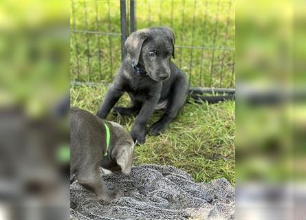 Nur noch 4 weibliche - reinrassige Labrador Welpen  in charcoal