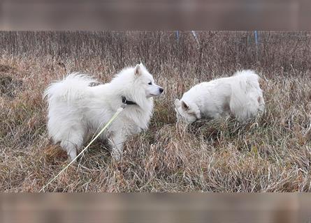 Weißer Großspitz Junghunde!