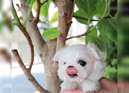Bezaubernd REINRASSIGE Koreanische Malteser Püppchen Gesicht Junge