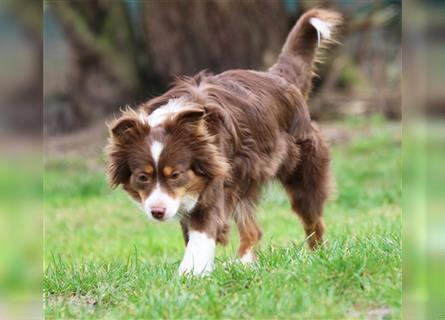 Mini American Shepherd Hündin: Red Sonja sucht ihr Für-immer-Zuhause