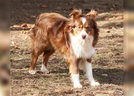 Mini American Shepherd Hündin: Red Sonja sucht ihr Für-immer-Zuhause