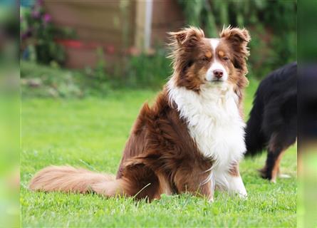 Mini American Shepherd Hündin: Red Sonja sucht ihr Für-immer-Zuhause